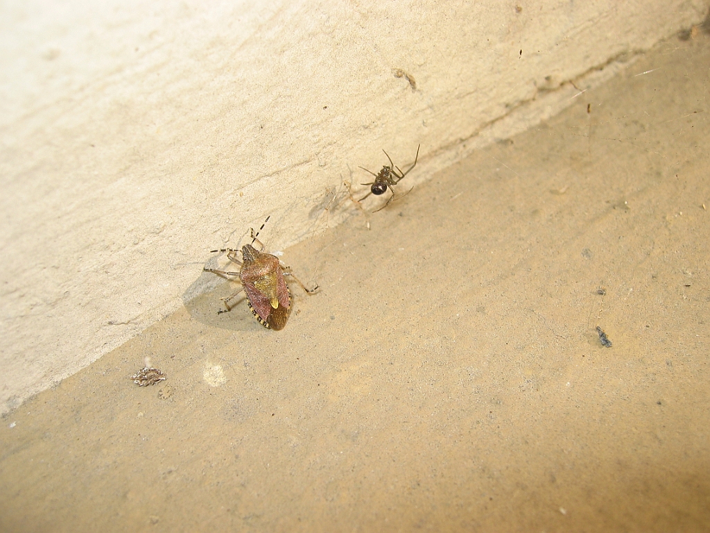 Insecte sur balcon.jpg